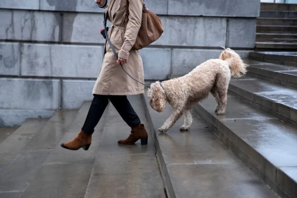 Top 5 Benefits of Hiring Professional Dog Walking Services
