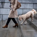 Professional Dog Walking