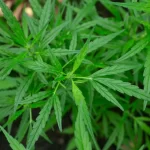 Cannabis Indica