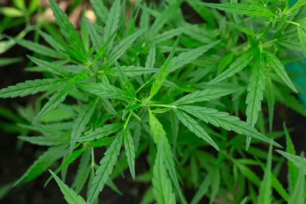 Cannabis Indica