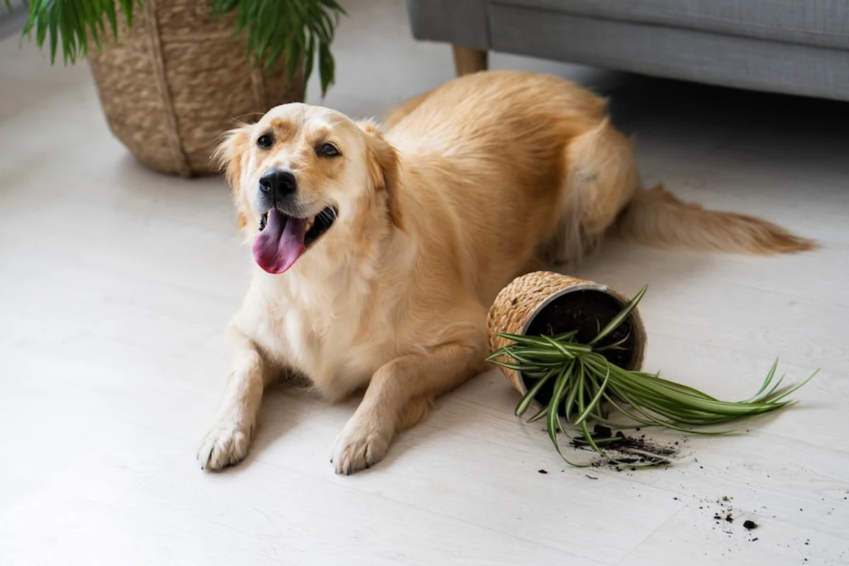 CBD for Dogs