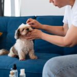 CBD Oil For Dog