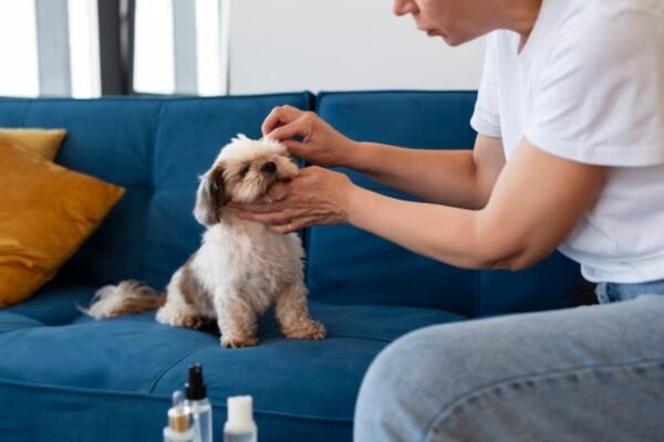 CBD Oil For Dog