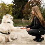 Dog Obedience Commands