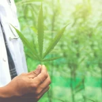 Medical Marijuana for Mental Health