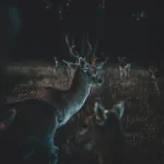 Exotic Hunts in Texas