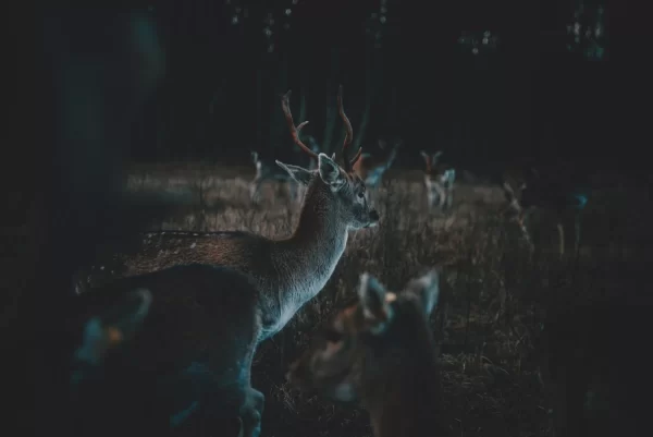 Exotic Hunts in Texas