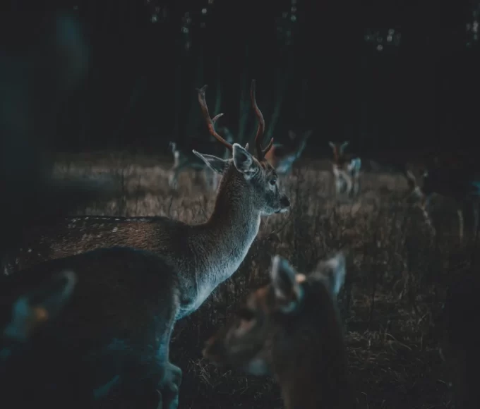 Exotic Hunts in Texas