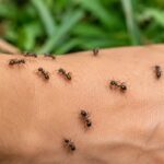 Black Ant Bites Explained_ Common Myths, Facts, and Ways to Prevent Them