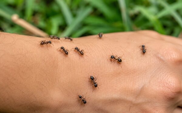 Black Ant Bites Explained_ Common Myths, Facts, and Ways to Prevent Them