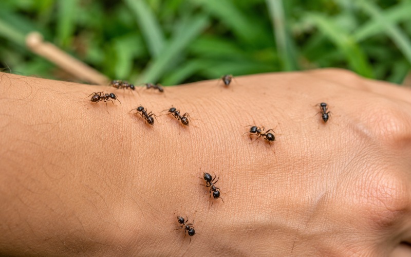 Black Ant Bites Explained_ Common Myths, Facts, and Ways to Prevent Them