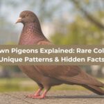 Brown Pigeons Explained Rare Colors, Unique Patterns & Hidden Facts