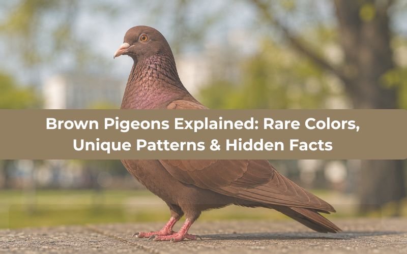 Brown Pigeons Explained Rare Colors, Unique Patterns & Hidden Facts