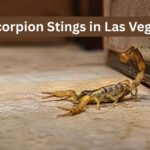 Scorpion Stings in Las Vegas