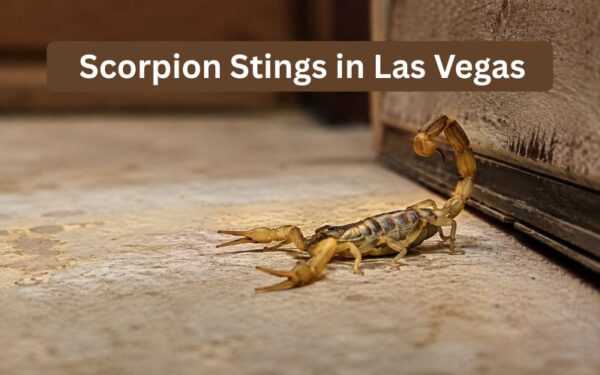 Scorpion Stings in Las Vegas