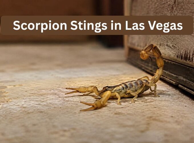Scorpion Stings in Las Vegas