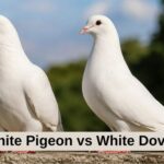 White Pigeon vs White Dove
