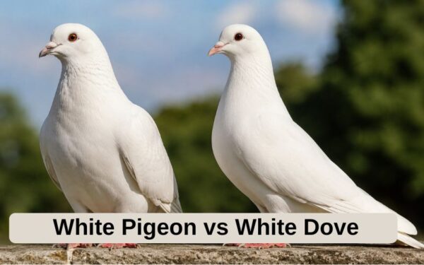 White Pigeon vs White Dove
