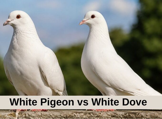 White Pigeon vs White Dove